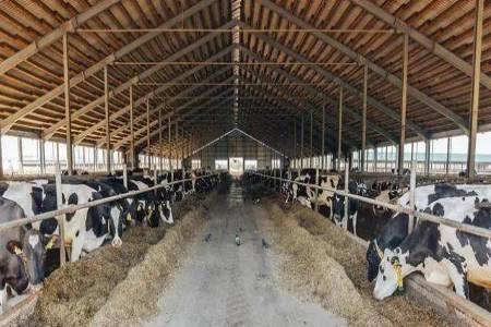 cow farm for cattle waste disposal